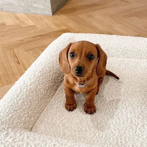 Rectangle Bolster Dog Bed, Washable Bouclé Soft Pet Sofa Bed For Small Medium Large Dogs - Cat Beds - dute.fsxlbwindows.com