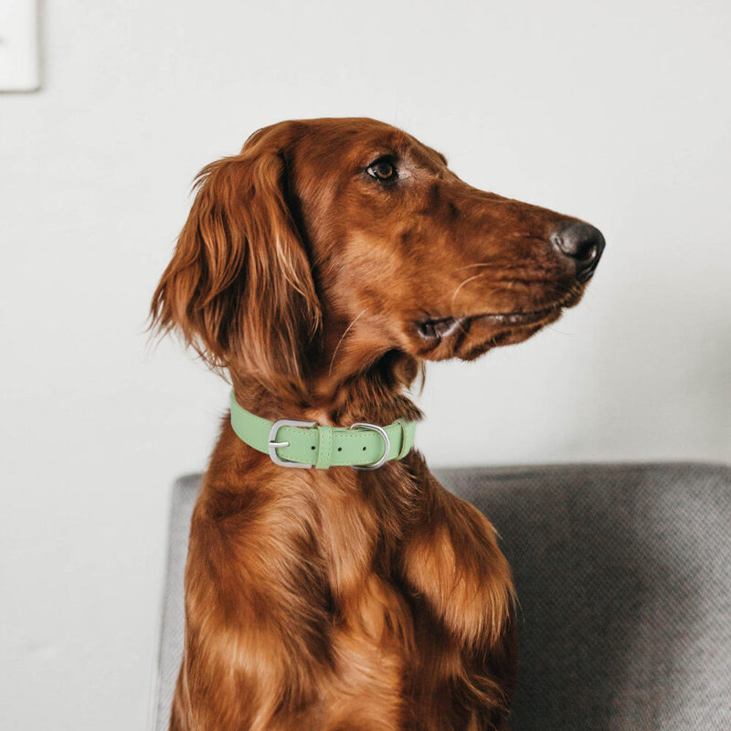Light green faux leather dog collar on dog real wearing photo