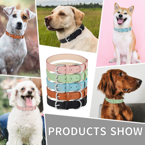 Dog collars real wearing show for multiple dog breeds