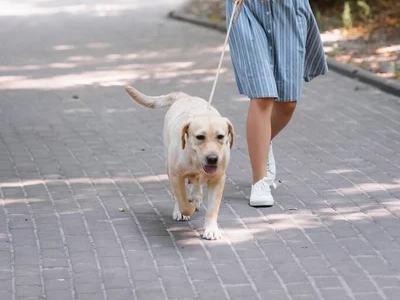 Woman walking dog with soft nylon dog leash on pavement